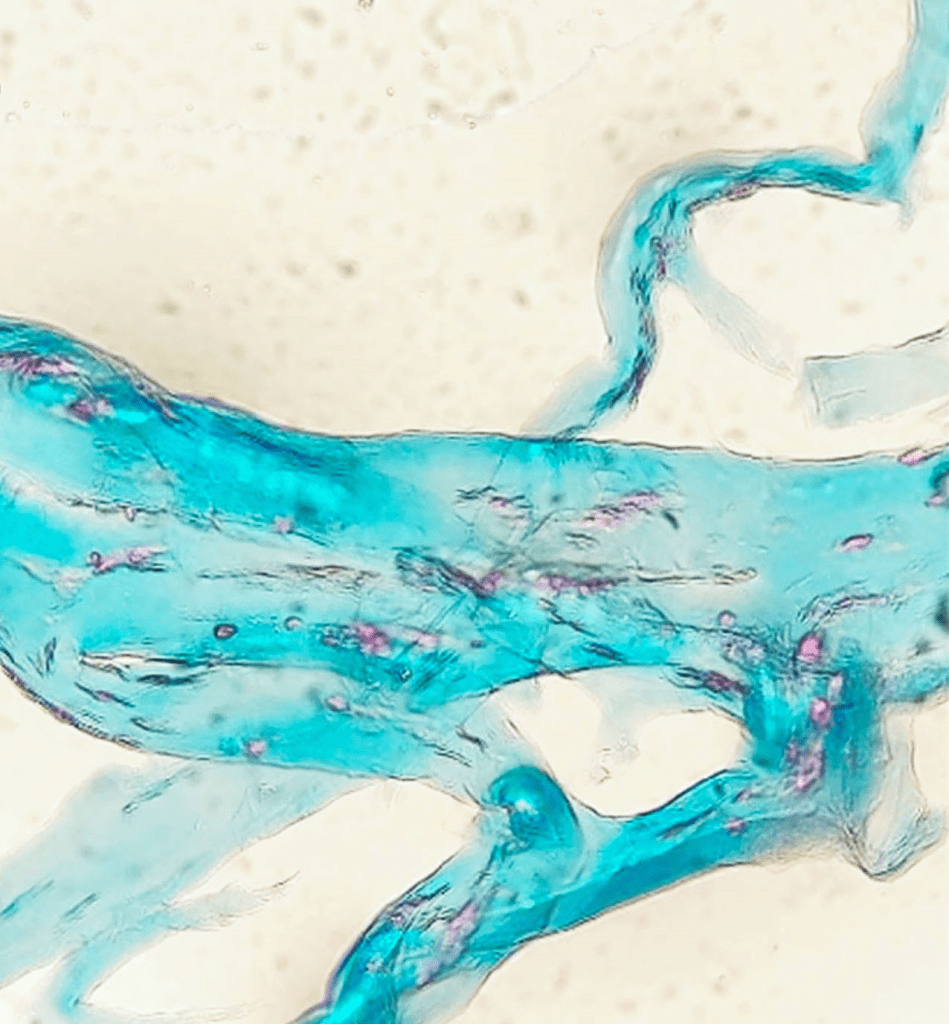 NG-20, Cygnus, Compartment Cartilage Tissue Construct