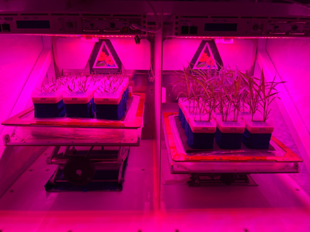 Brachypodium and Setaria grass, NASA, ISS, CRS-30
